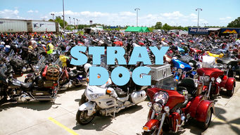 Stray Dog