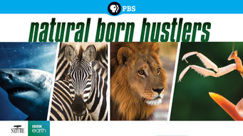NATURE: Natural Born Hustlers