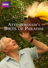 Attenborough’s Paradise Birds