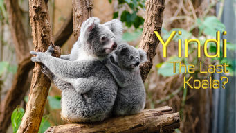 Yindi the Last Koala