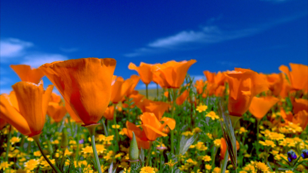 Moving Art Flowers Netflix