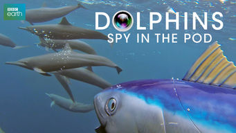 Dolphins: Spy in the Pod